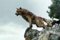 new-moon-wolf-pack-2