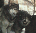 XWOLF1