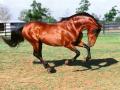 Lovak006