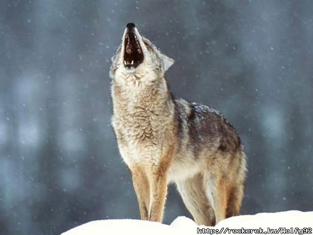 wolf_11