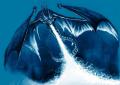 Wyvern