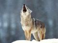 wolf_11