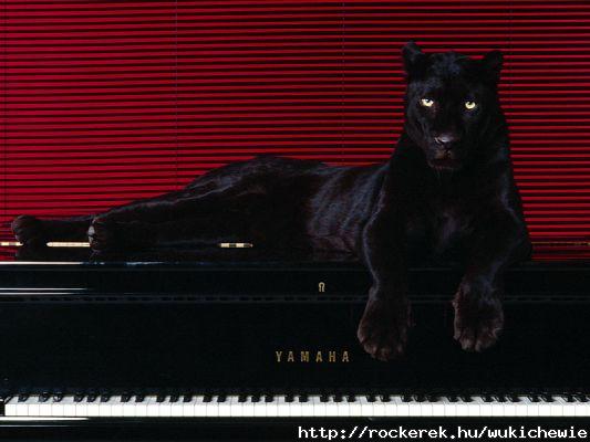 BlackTigerPiano