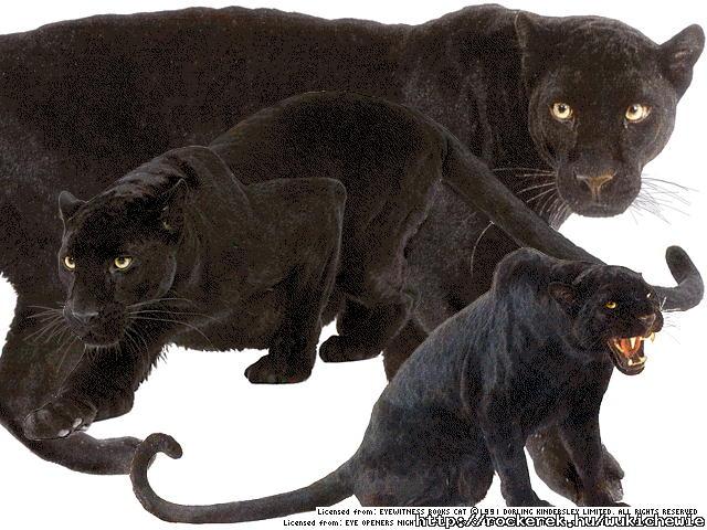 blackCat