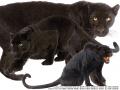 blackCat