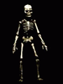 skeleton