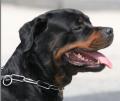 Dog Of King : Rottweiler