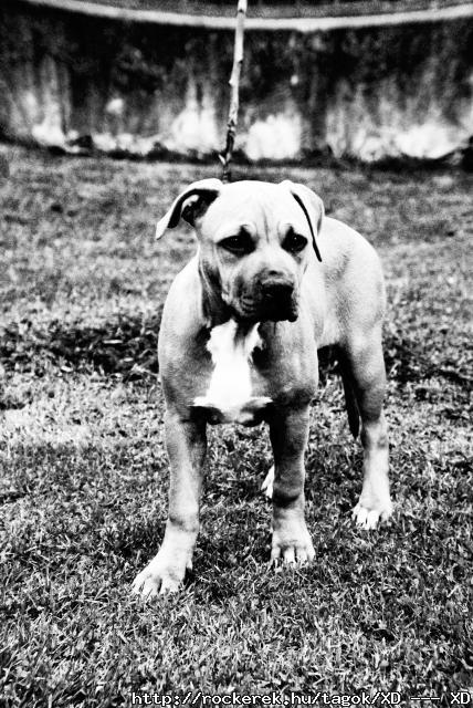 Bonnie