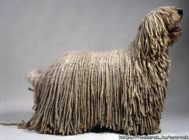 komondor az igazi kun kutya!!!!