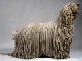 komondor az igazi kun kutya!!!!