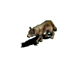 farkas