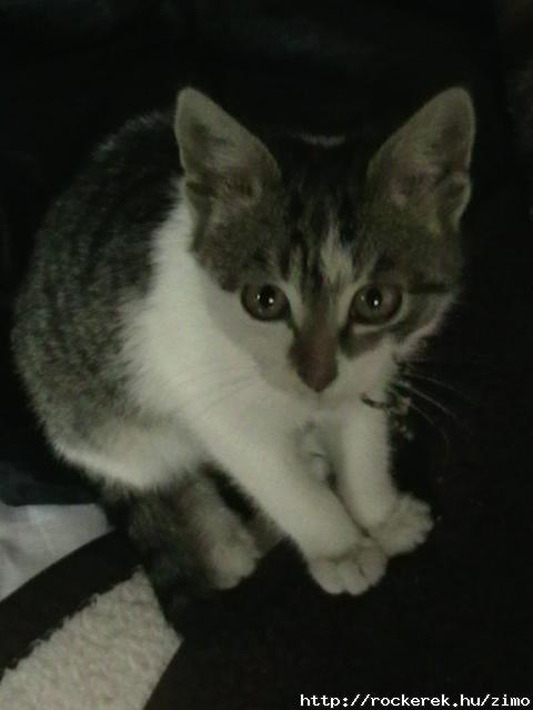 Ozzy