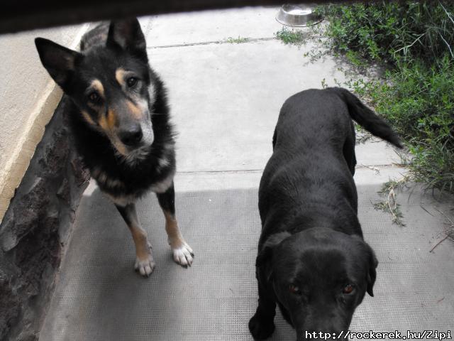 Rexi and Bundi
