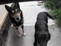 Rexi and Bundi