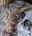 drunk-cat