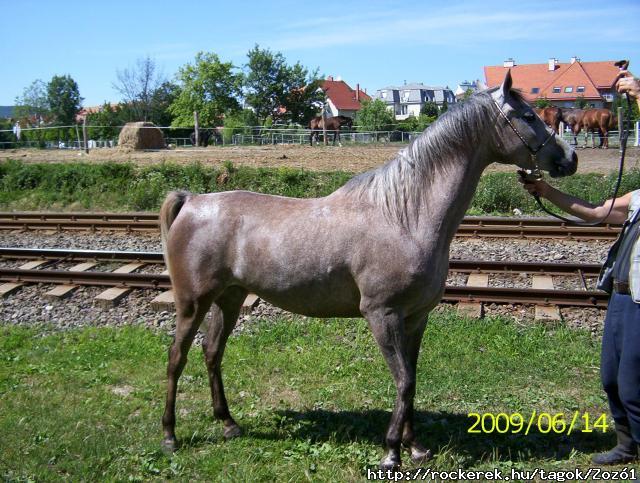 SZERJ