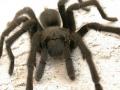 tarantula2