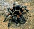 tarantula_l