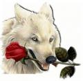 wolfrose