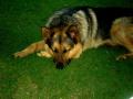 REX :)