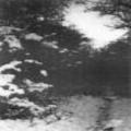 Forest Silence - The Third Winter