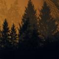 If These Trees Could Talk - Above the Earth, Below the Sky
