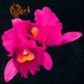 Opeth - Orchid
