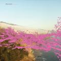 Pelican - Pink Mammoth