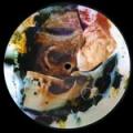 Pig Destroyer - Picture Disc 7"Vynil