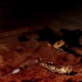 Velvet Acid Christ - Oblivion Interface