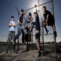 zebrahead
